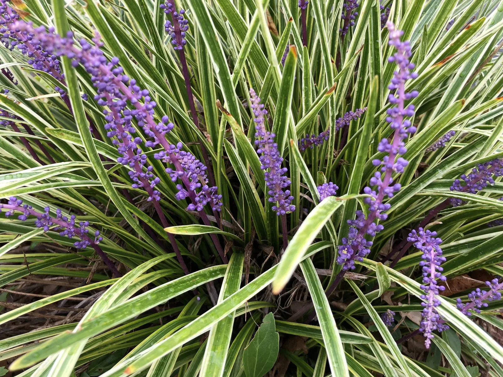 Variegated Lilyturf (Liriope Muscari 'Variegata') — These blooms can reach up to 6 to 8 inches tall and are succeeded by blackish berries in the fall