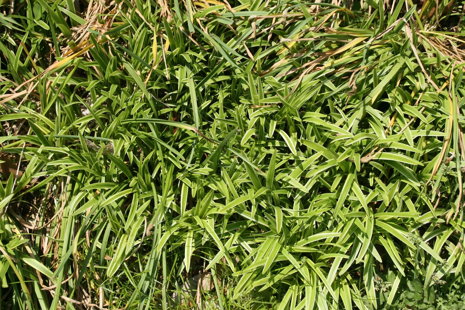 Variegated Lilyturf (Liriope Muscari 'Variegata') — which rise slightly above the foliage on narrow