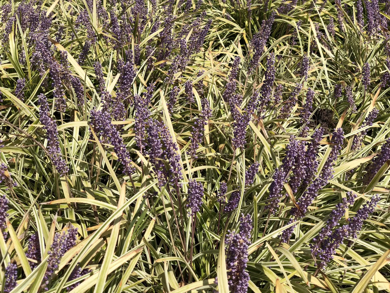 Variegated Lilyturf (Liriope Muscari 'Variegata') — This hardy plant thrives in partial to full shade and produces small lavender flower spikes in late summer