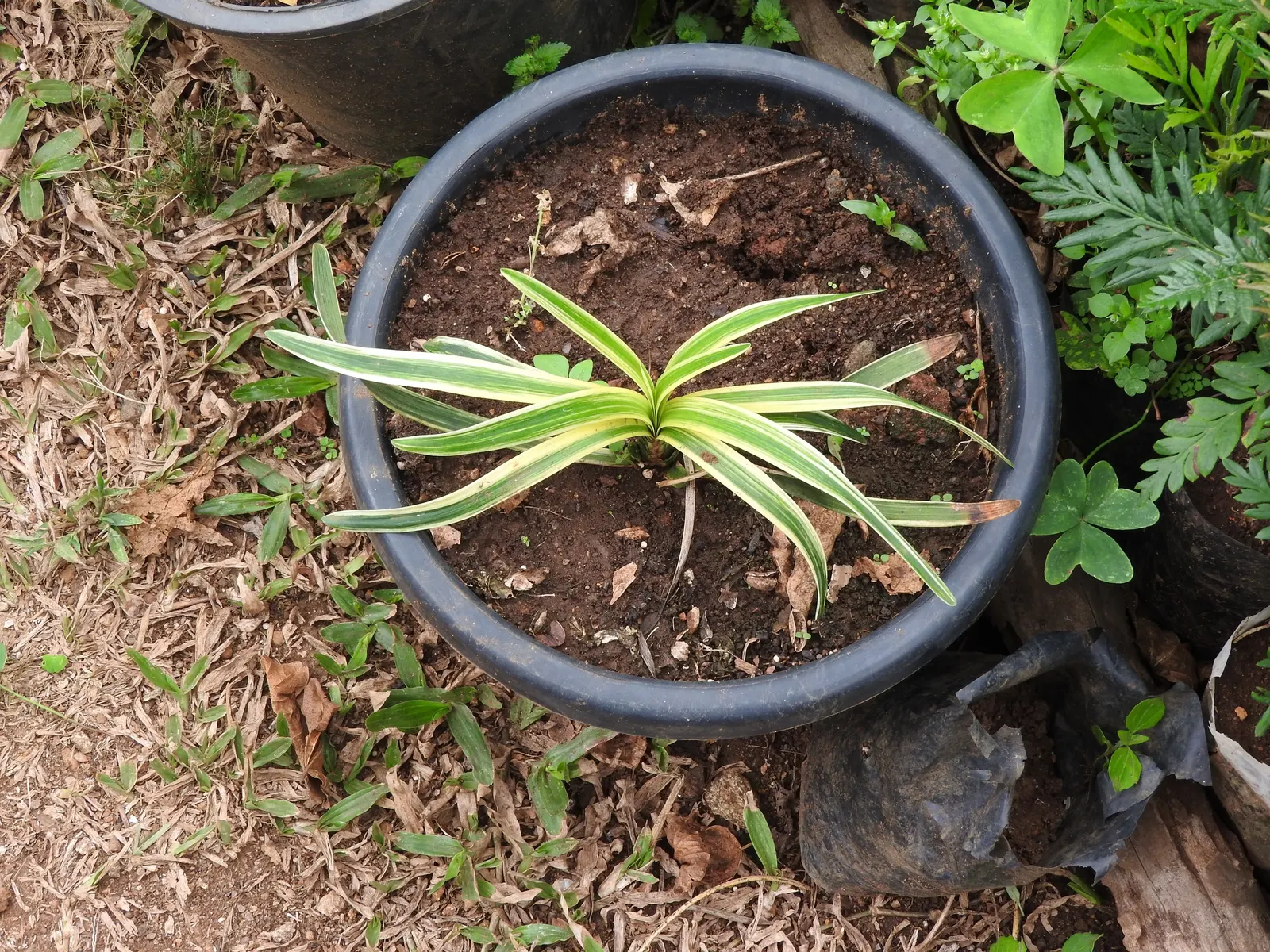 Variegated Lilyturf (Liriope Muscari 'Variegata') — clump-forming tufts that typically grow to a height of about 12 to 18 inches