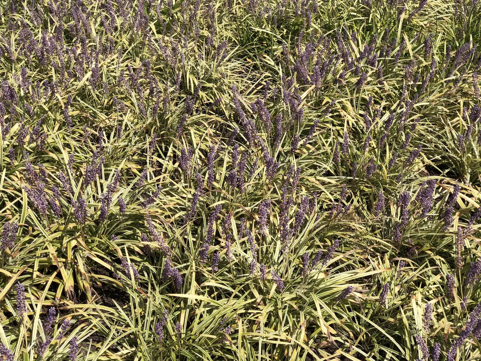 Variegated Lilyturf (Liriope Muscari 'Variegata') — it requires minimal maintenance and is drought-tolerant once established