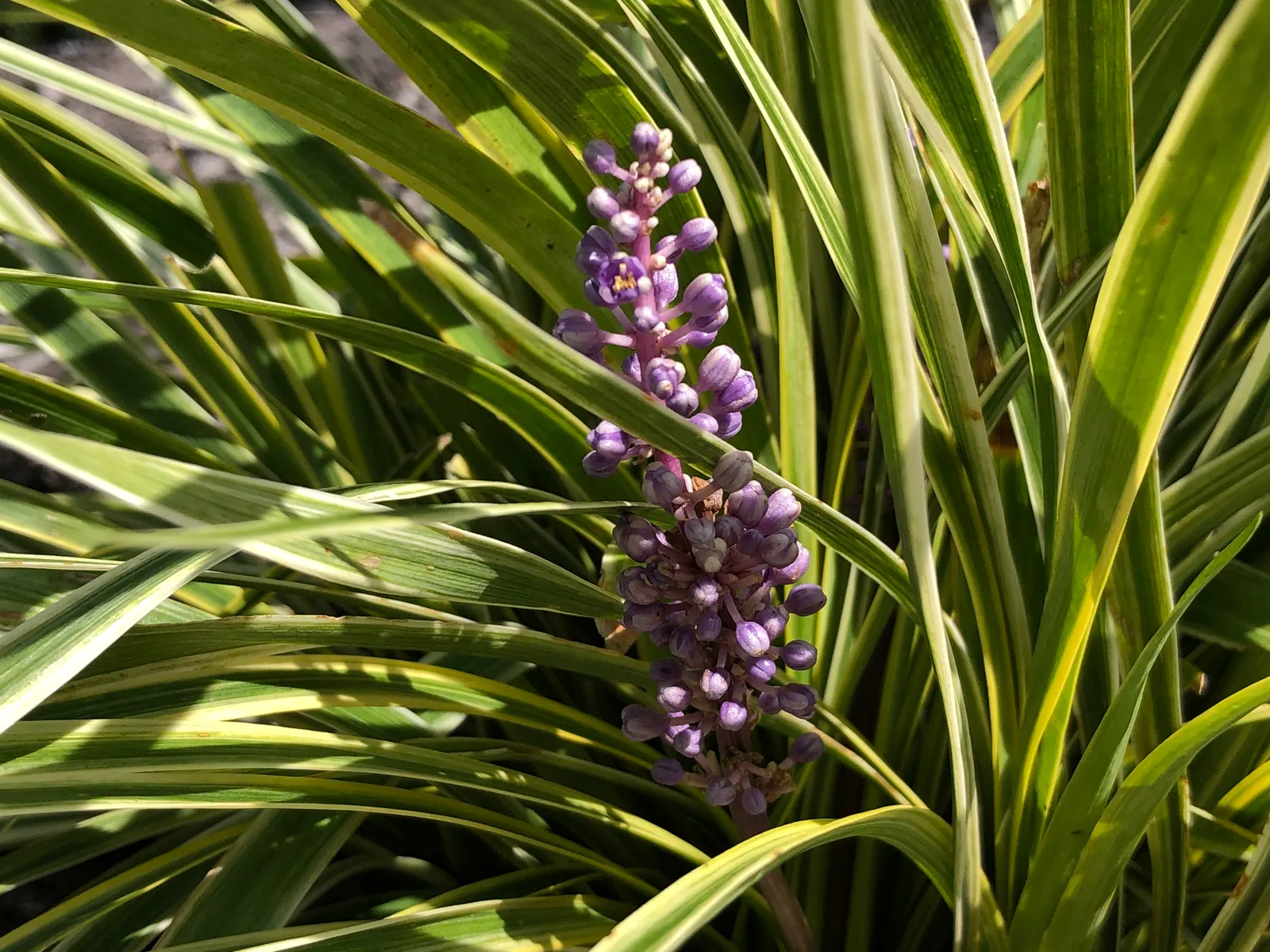 Variegated Lilyturf (Liriope Muscari 'Variegata') — is an ornamental grass-like perennial featuring striking green foliage edged with creamy-yellow stripes