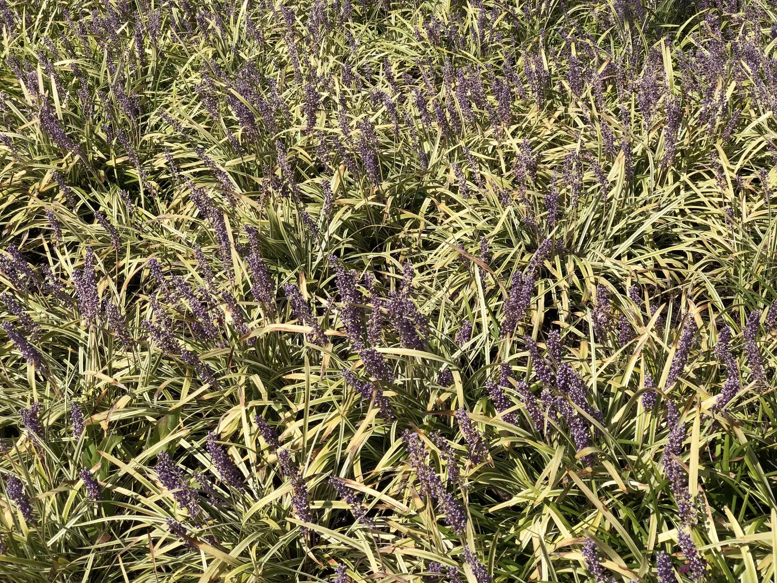 Variegated Lilyturf (Liriope Muscari 'Variegata') — scientifically named Liriope muscari 'Variegata'