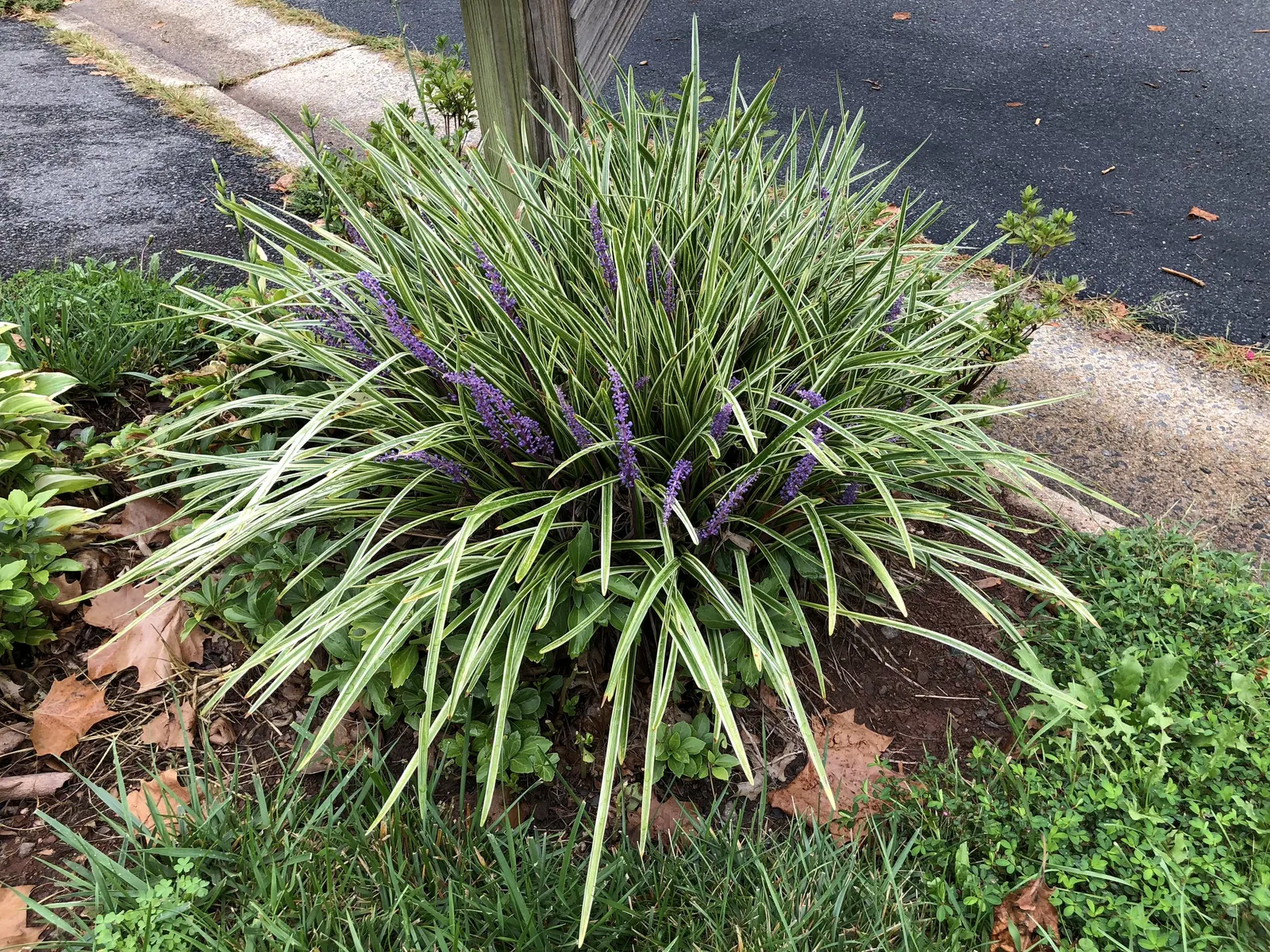 Variegated Lilyturf (Liriope Muscari 'Variegata') — though it can also tolerate some sun