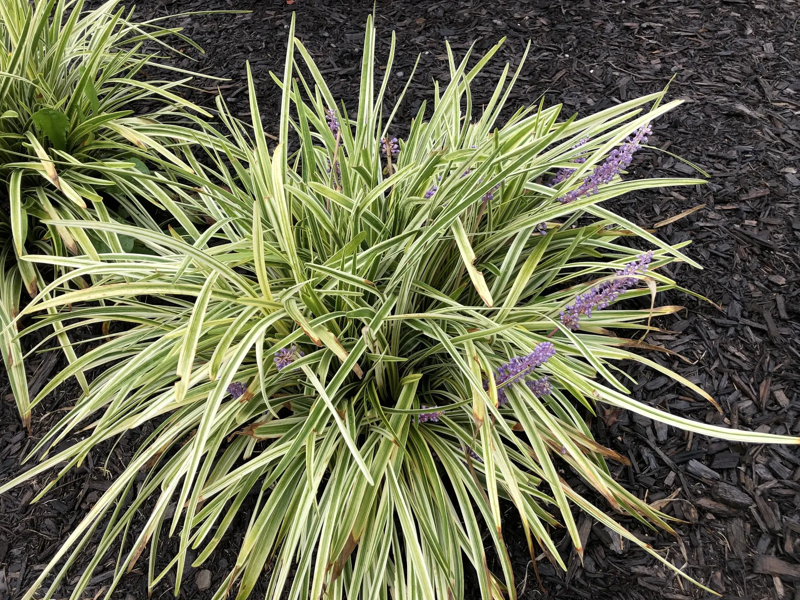 Variegated Lilyturf (Liriope Muscari 'Variegata') — loamy soil with consistent moisture but is relatively drought-tolerant once established