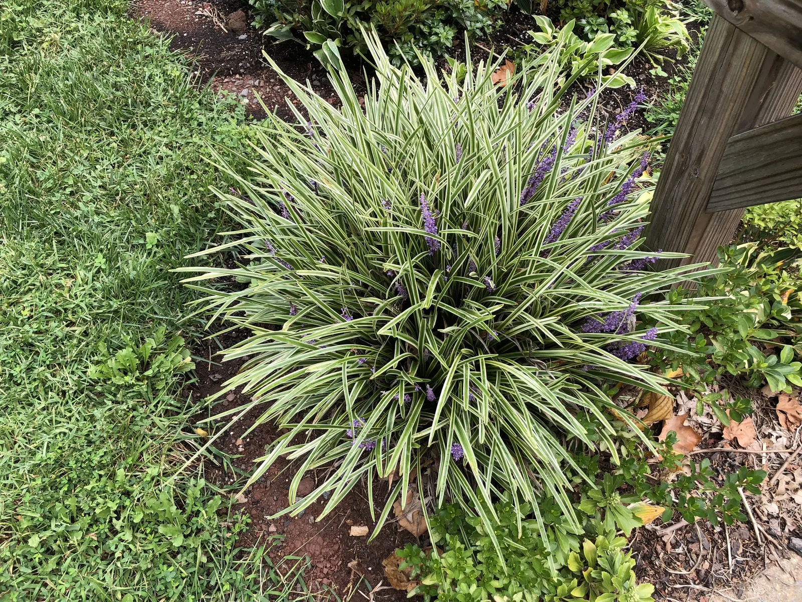 Variegated Lilyturf (Liriope Muscari 'Variegata') — It reaches roughly 10-15 inches tall and spreads approximately 12-18 inches wide