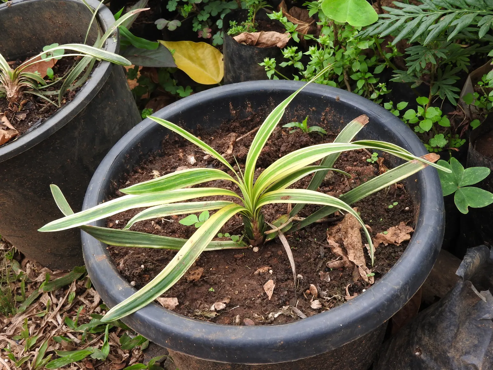 Variegated Lilyturf (Liriope Muscari 'Variegata') — ribbon-like leaves offer a year-round visual appeal