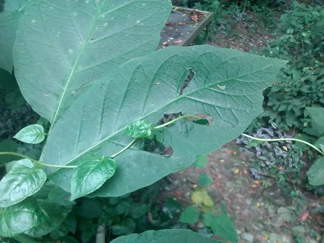 Pink Angel's Trumpet (Brugmansia Suaveolens) — Hardy to USDA Zone 9, it reaches heights of 5-15 feet and spreads 6-10 feet; heavy scent especially, image 44