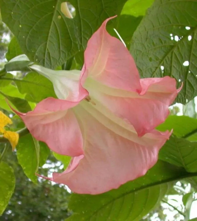 Pink Angel's Trumpet (Brugmansia Suaveolens) — imbuing the surroundings with their sweet; caution: All parts are toxic if ingested, image 73
