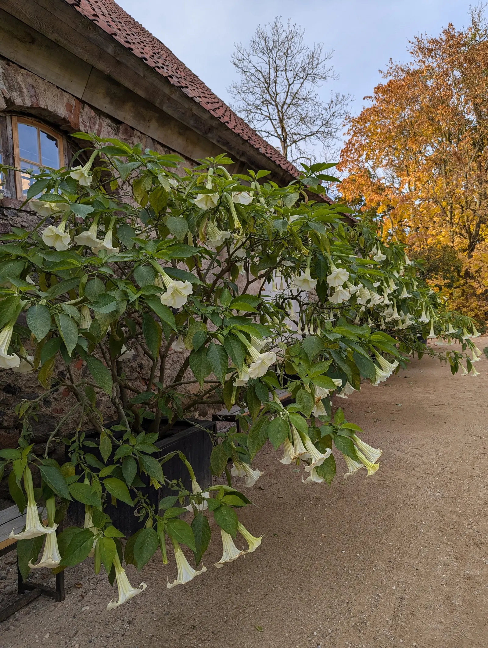 Pink Angel's Trumpet (Brugmansia Suaveolens) — so caution is advised in households with pets or young children