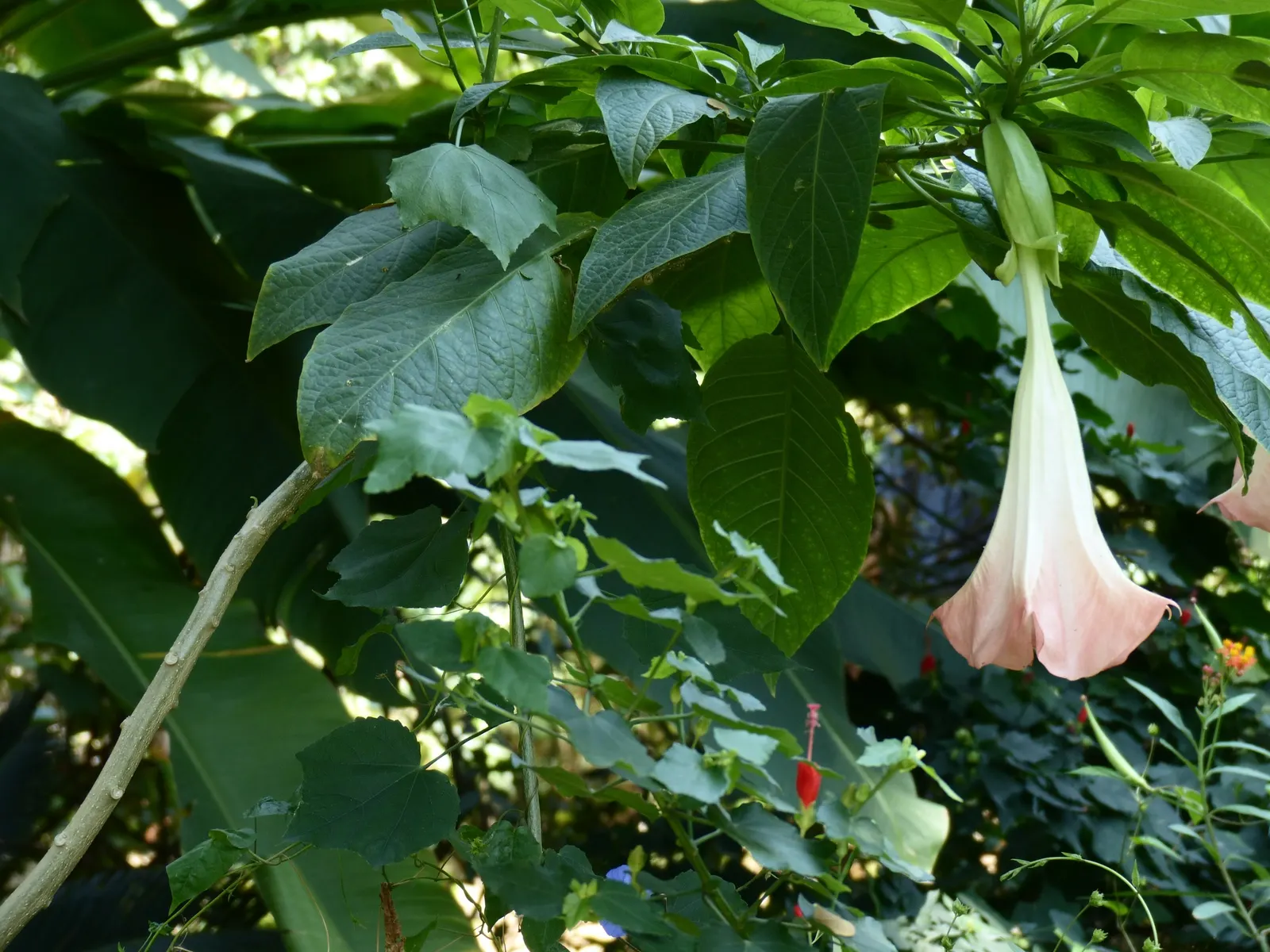 Pink Angel's Trumpet (Brugmansia Suaveolens) — shrub with pink blooms; heavy scent especially pronounced at nightfall, image 62