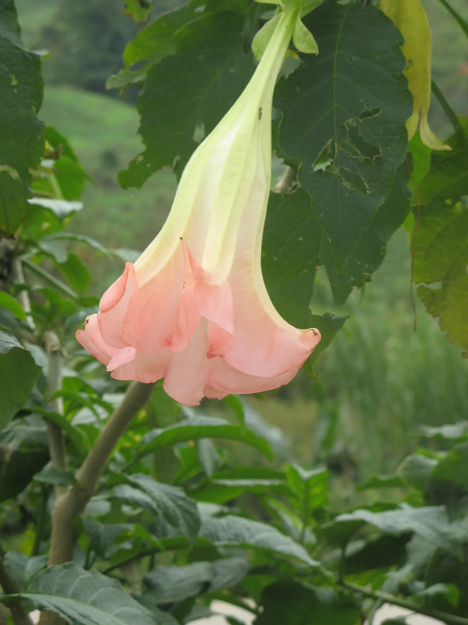 Pink Angel's Trumpet (Brugmansia Suaveolens) — Hardy to USDA Zone 9, it reaches heights of 5-15 feet and spreads 6-10 feet; heavy scent especially, image 65