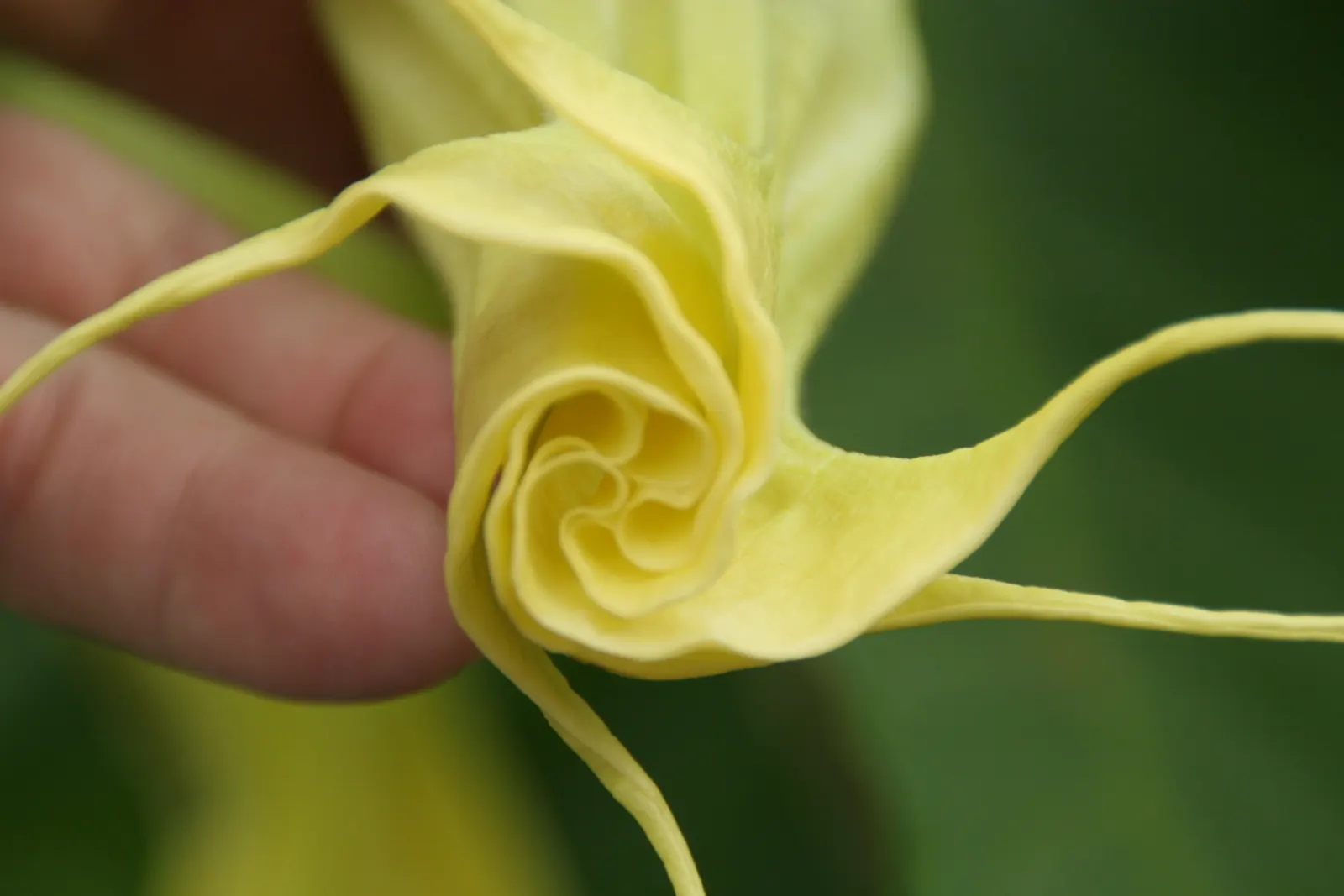 Pink Angel's Trumpet (Brugmansia Suaveolens) — complemented by the Brugmansia's lush; caution: All parts are toxic if ingested