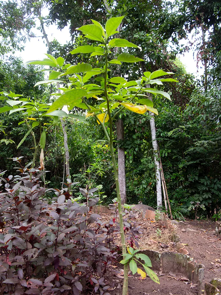 Pink Angel's Trumpet (Brugmansia Suaveolens) — tropical feel for any landscape, image 81