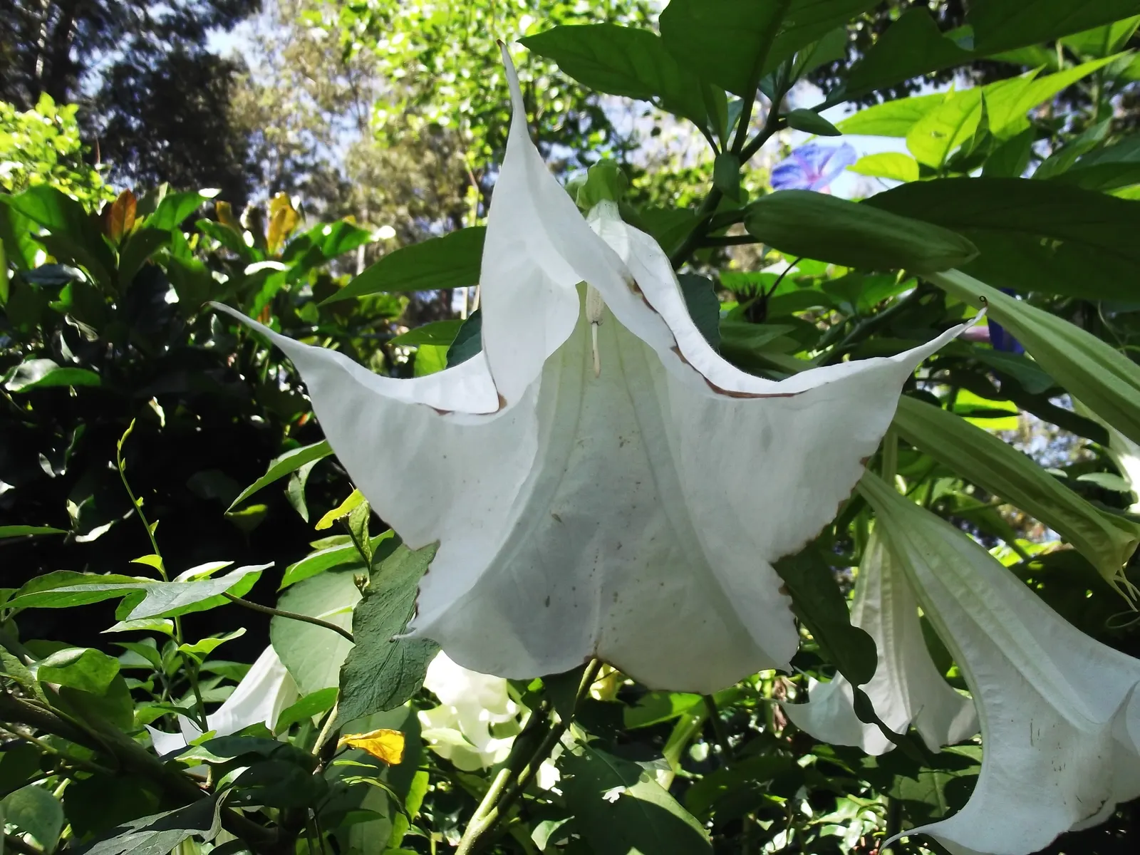 Pink Angel's Trumpet (Brugmansia Suaveolens) — exuding a delightful fragrance; caution: All parts are toxic if ingested, image 43