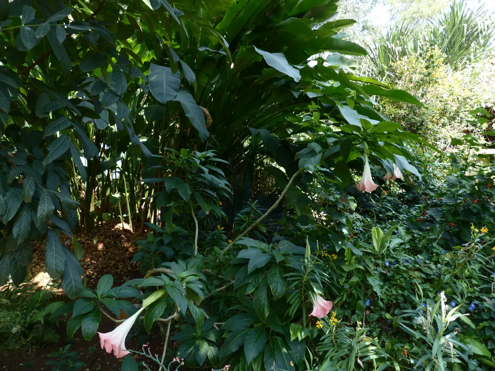 Pink Angel's Trumpet (Brugmansia Suaveolens) — good drainage is crucial to prevent root rot; heavy scent especially pronounced at nightfall