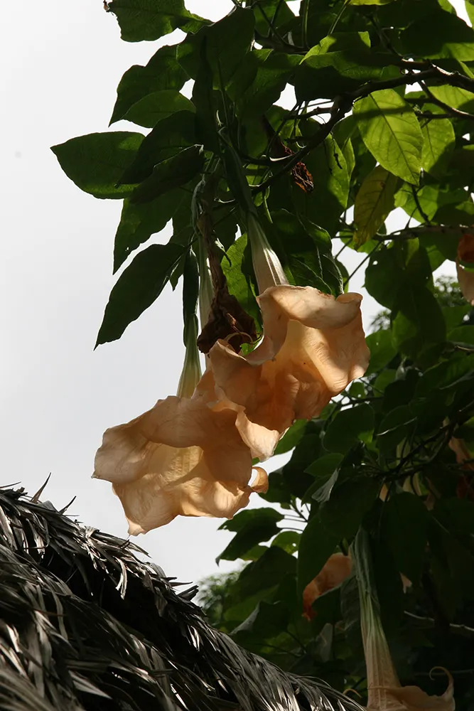 Pink Angel's Trumpet (Brugmansia Suaveolens) — pink flowers in the garden