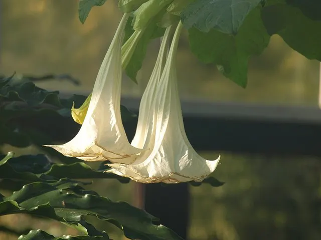 Pink Angel's Trumpet (Brugmansia Suaveolens) — pendulous trumpet-shaped flowers; caution: All parts are toxic if ingested