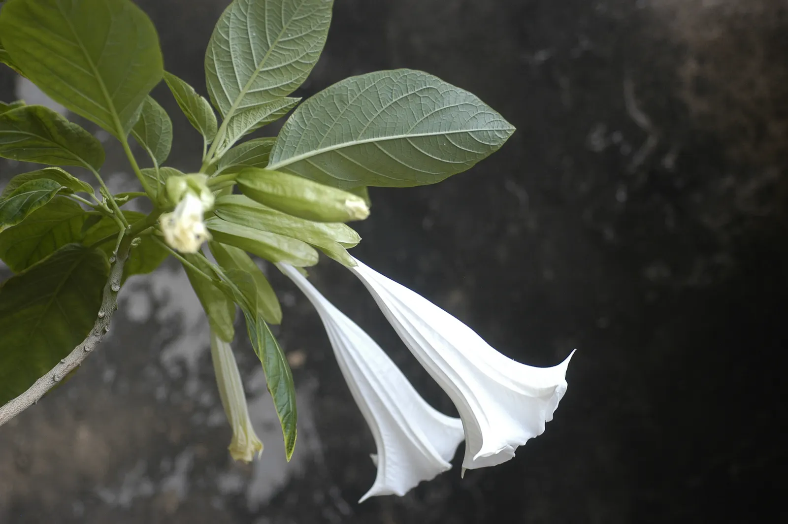 Pink Angel's Trumpet (Brugmansia Suaveolens) — good drainage is crucial to prevent root rot; heavy scent especially pronounced at nightfall, image 56