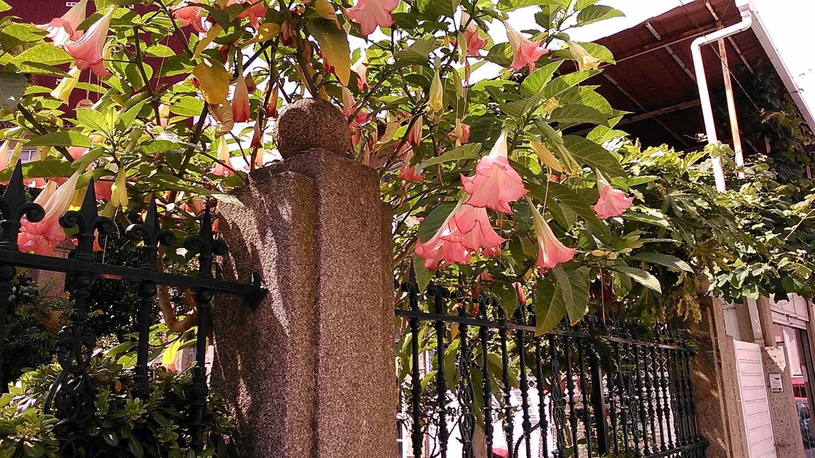 Pink Angel's Trumpet (Brugmansia Suaveolens) — so caution is advised in households with pets or young children; heavy scent especially pronounced, image 80