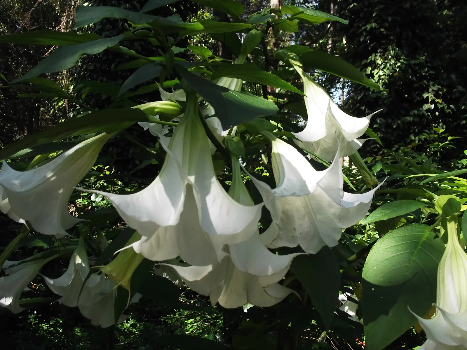 Pink Angel's Trumpet (Brugmansia Suaveolens) — Blooming generously from late spring through fall; heavy scent especially pronounced at nightfall, image 50