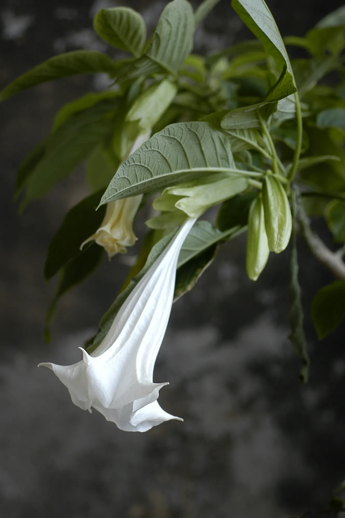 Pink Angel's Trumpet (Brugmansia Suaveolens) — This showy, tropical perennial prefers full sun to partial shade and well-drained soil; tropical feel for any