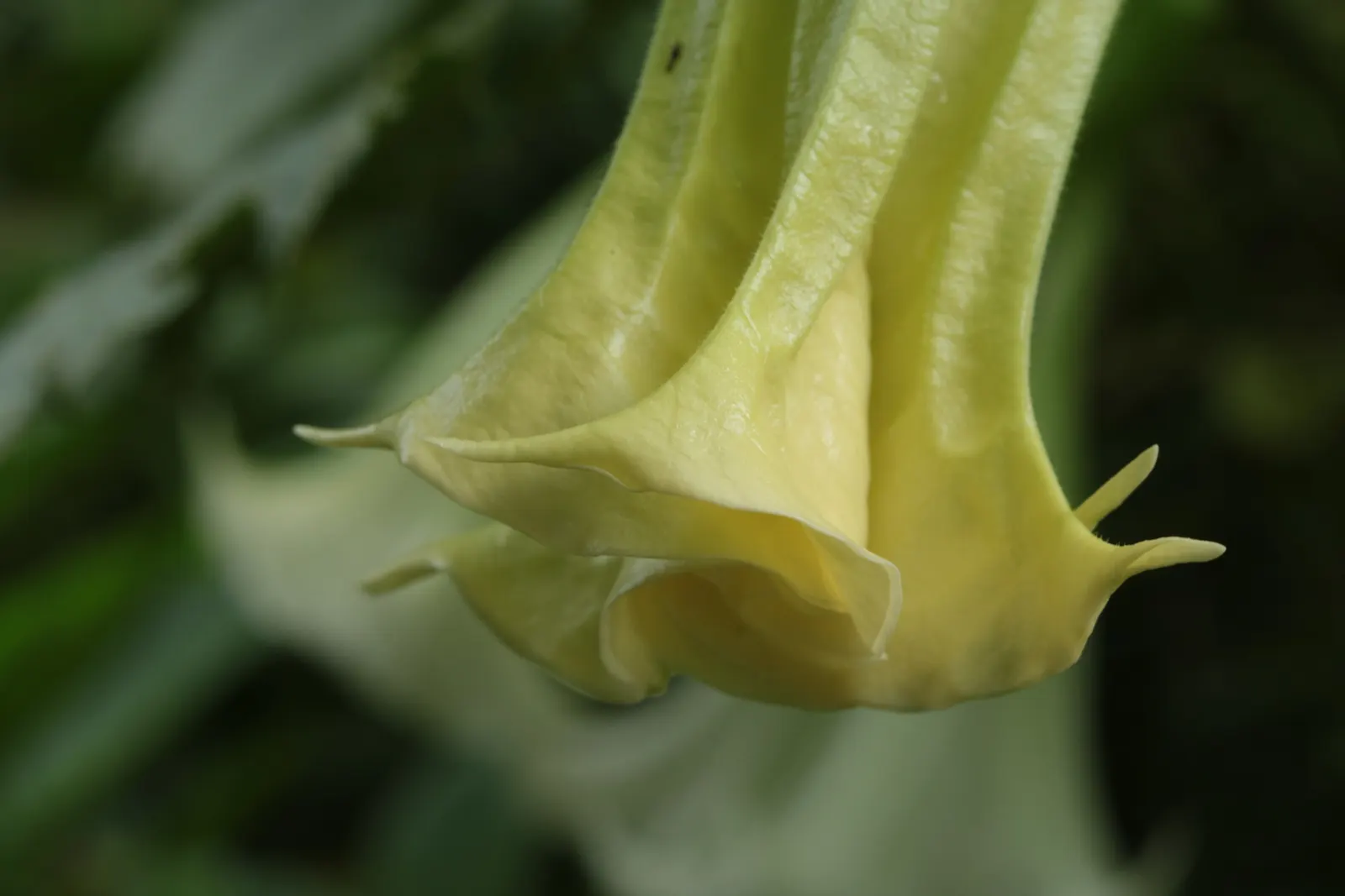 Pink Angel's Trumpet (Brugmansia Suaveolens) — good drainage is crucial to prevent root rot; heavy scent especially pronounced at nightfall, image 98