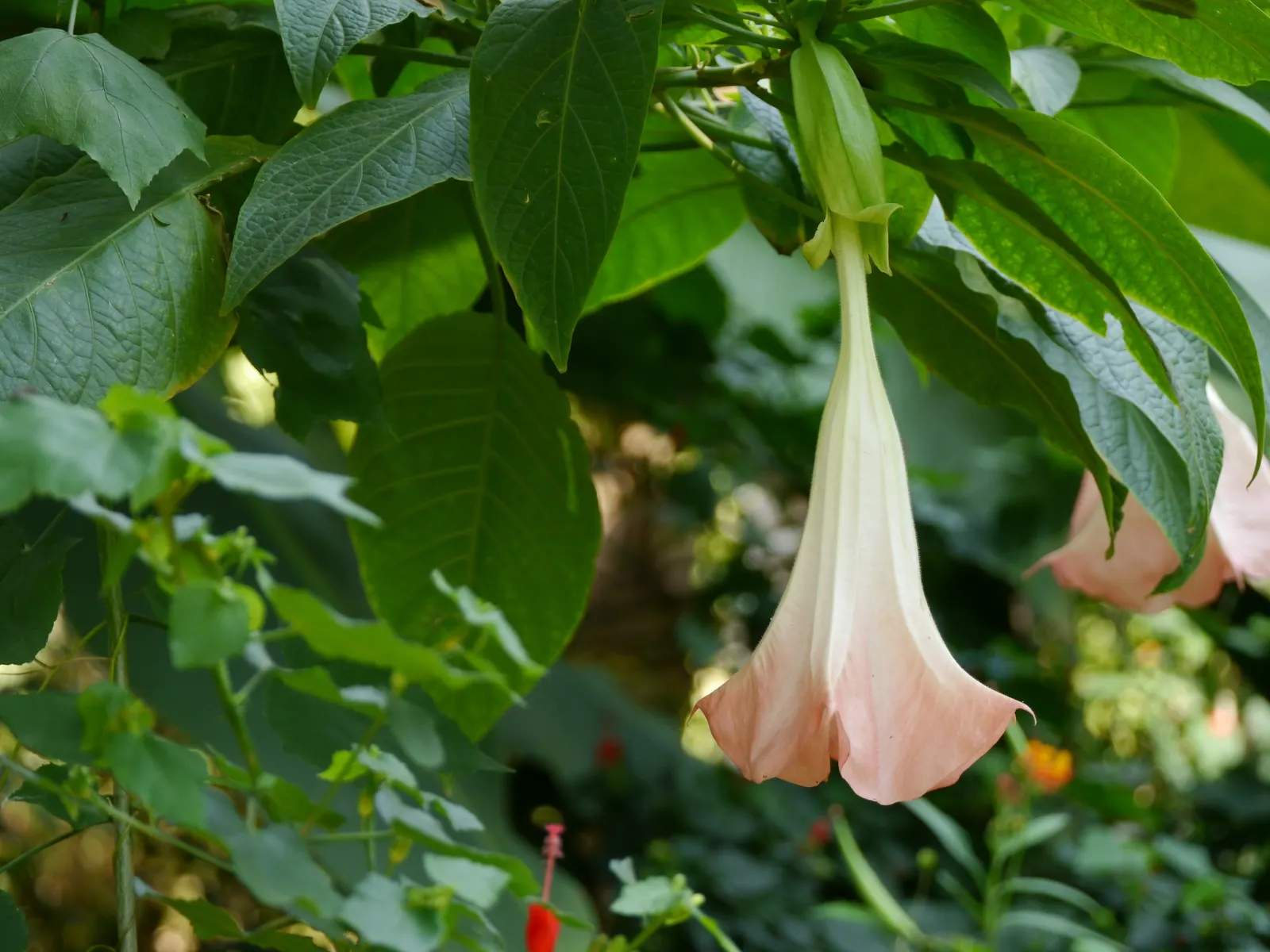 Pink Angel's Trumpet (Brugmansia Suaveolens) — offers a dramatic flourish to any garden with its remarkable ornamental qualities; tropical feel for any