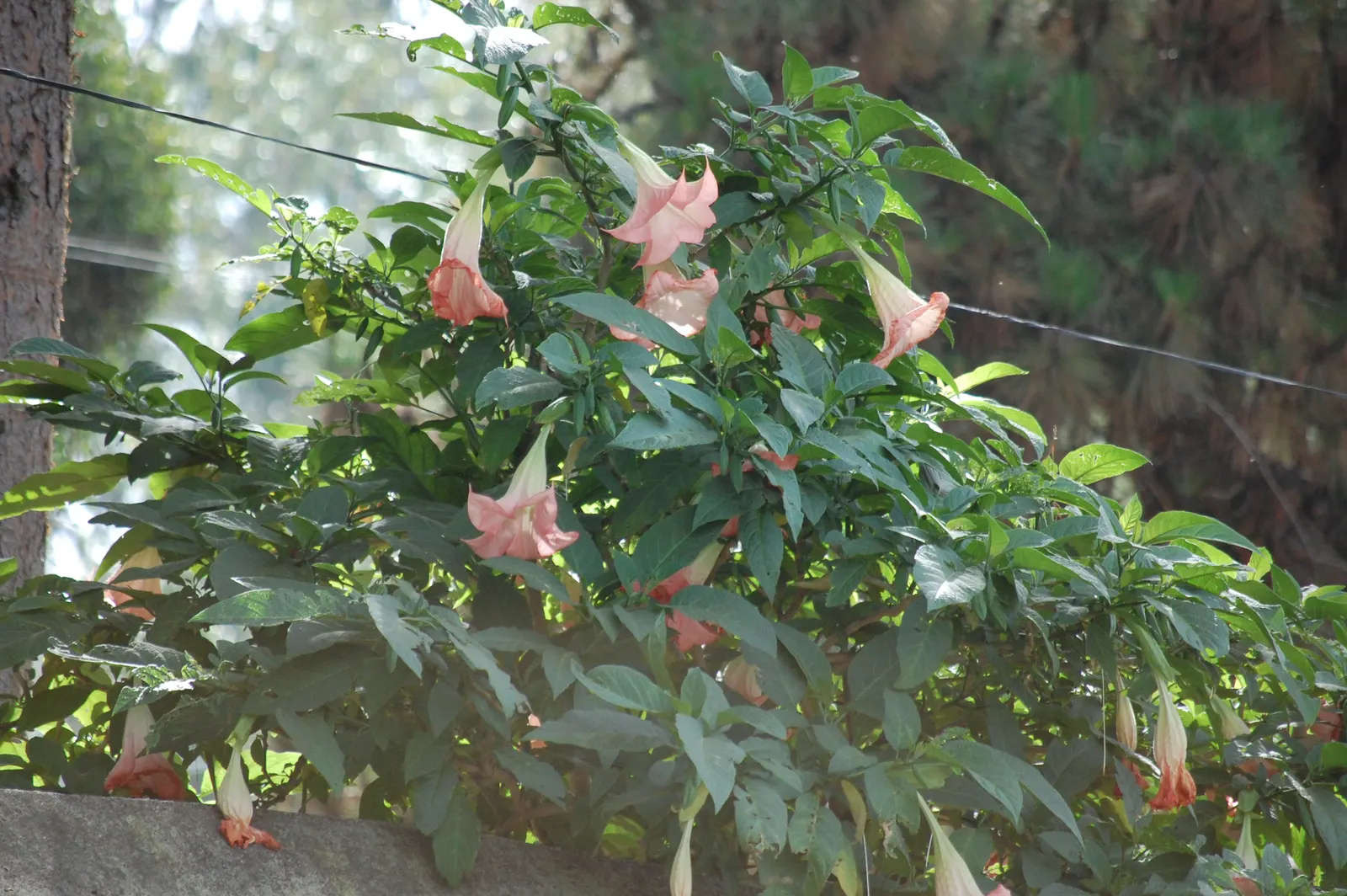 Pink Angel's Trumpet (Brugmansia Suaveolens) — offers a dramatic flourish to any garden with its remarkable ornamental qualities