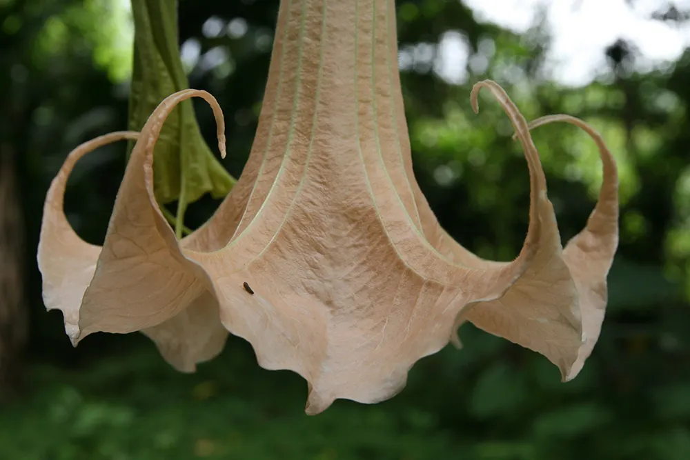 Pink Angel's Trumpet (Brugmansia Suaveolens) — The Pink Angel's Trumpet should be sheltered from strong winds, which can damage both flowers and foliage