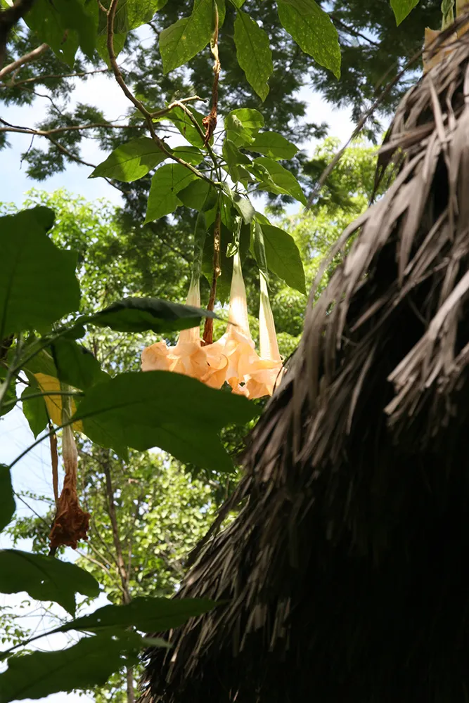 Pink Angel's Trumpet (Brugmansia Suaveolens) — so caution is advised in households with pets or young children; heavy scent especially pronounced, image 101