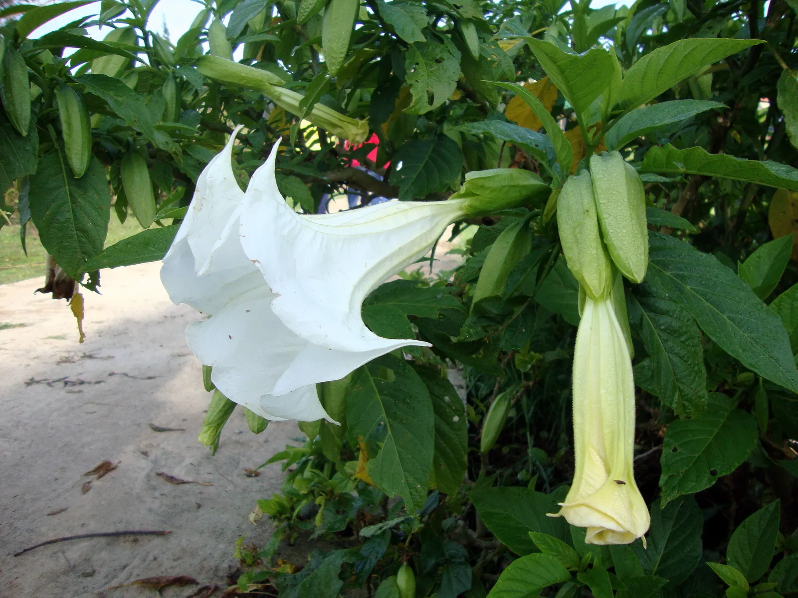 Pink Angel's Trumpet (Brugmansia Suaveolens) — shrub for full or half or shade; tropical feel for any landscape, image 84