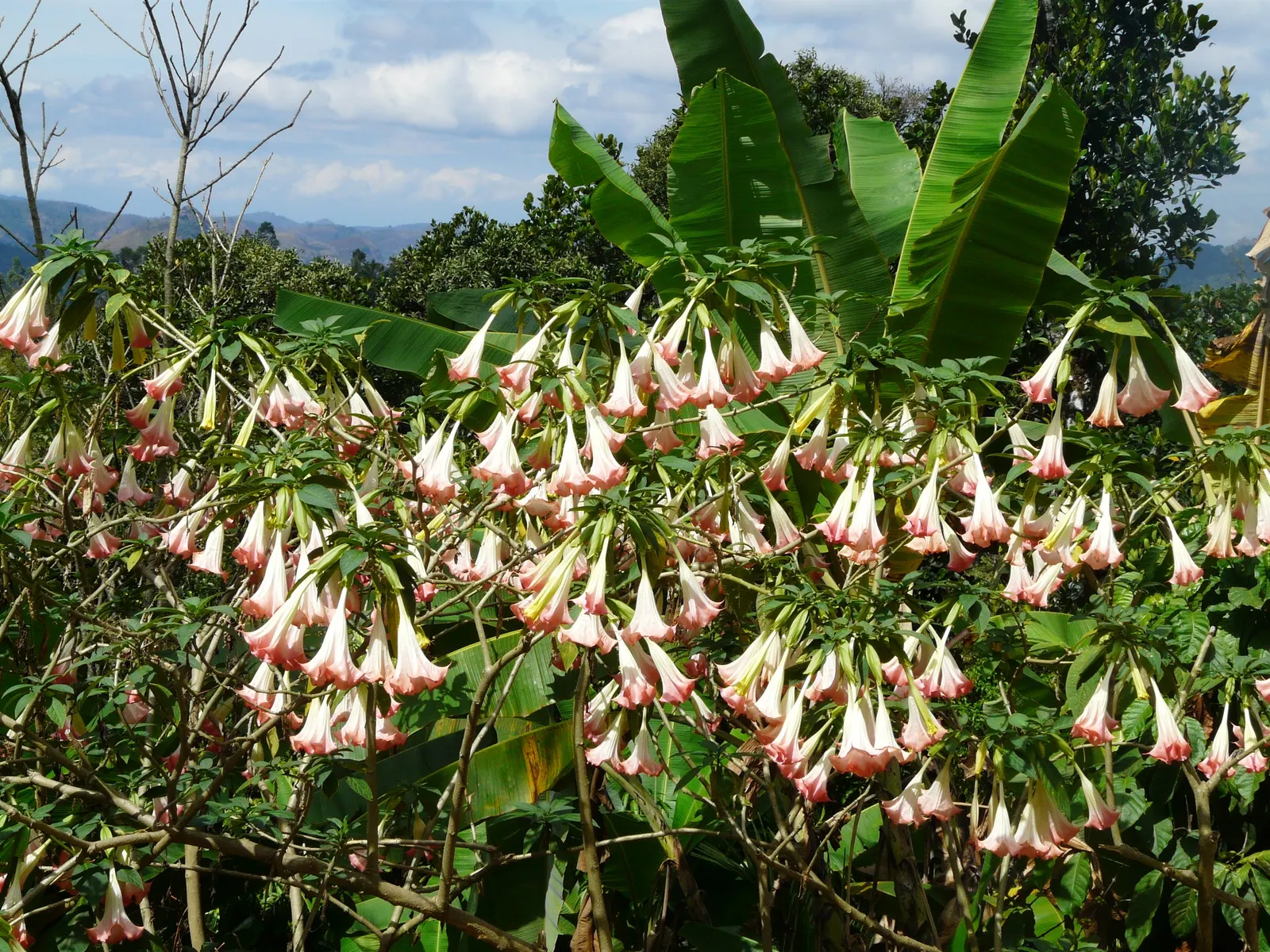 Pink Angel's Trumpet (Brugmansia Suaveolens) — Adds a dramatic flair to mixed borders and containers