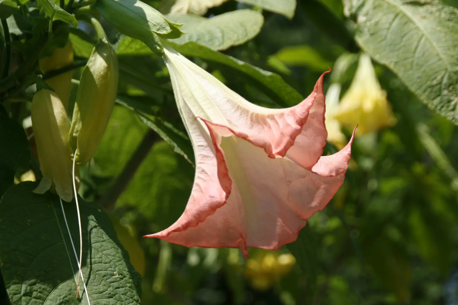 Pink Angel's Trumpet (Brugmansia Suaveolens) — Blooming generously from late spring through fall; heavy scent especially pronounced at nightfall, image 71