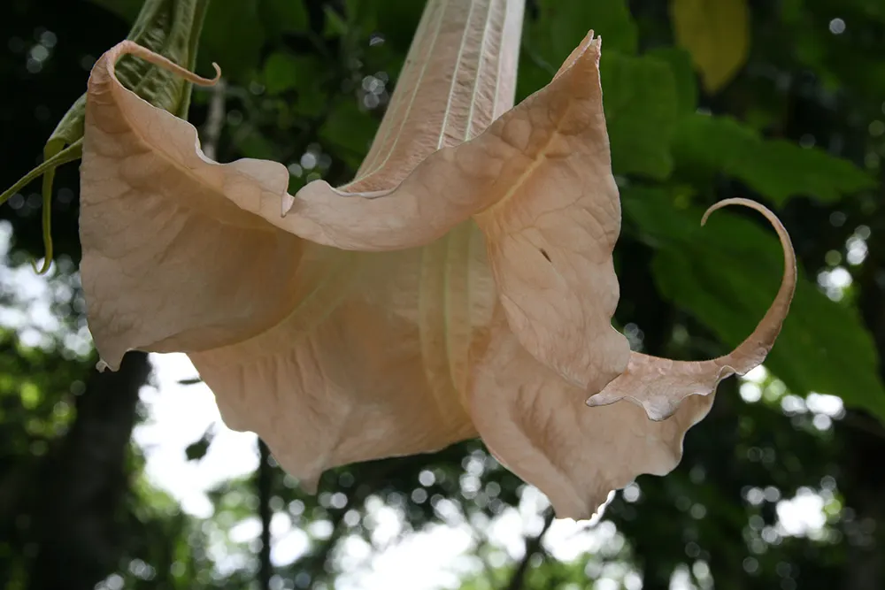 Pink Angel's Trumpet (Brugmansia Suaveolens) — the large aromatic blossoms range from 6 to 12 inches long and come in shades of soft pink; tropical, image 93