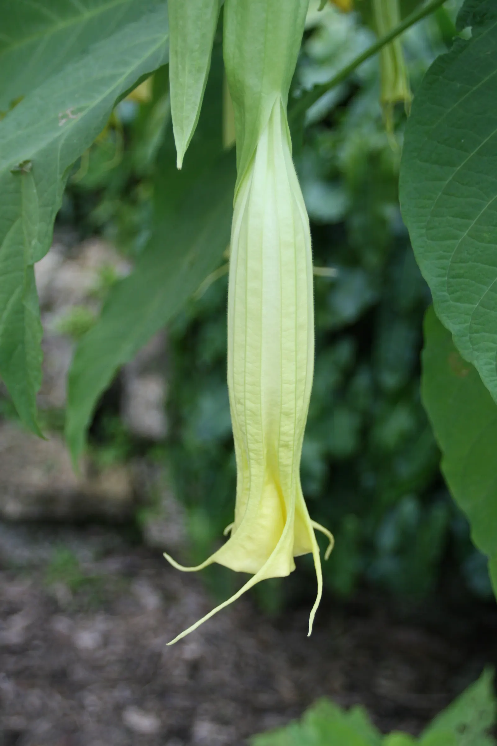 Pink Angel's Trumpet (Brugmansia Suaveolens) — Full sun to partial shade is preferable to ensure a profuse floral display; tropical feel for any, image 96