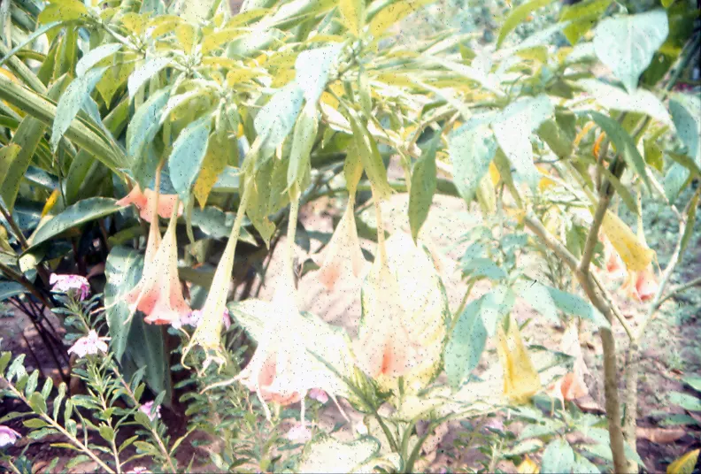 Pink Angel's Trumpet (Brugmansia Suaveolens) — pink flowers in the garden; caution: All parts are toxic if ingested, image 82