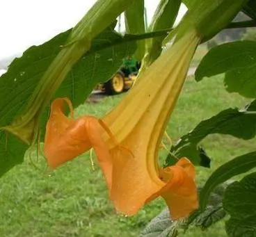 Pink Angel's Trumpet (Brugmansia Suaveolens) — heavy scent especially pronounced at nightfall, image 95