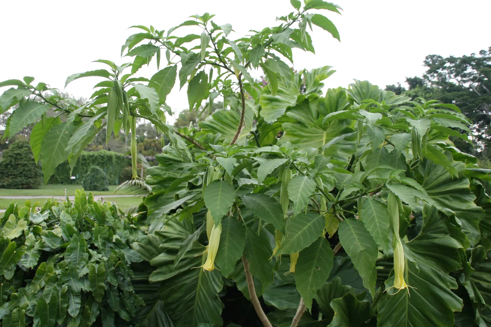 Pink Angel's Trumpet (Brugmansia Suaveolens) — shrub for full or half or shade; tropical feel for any landscape, image 105