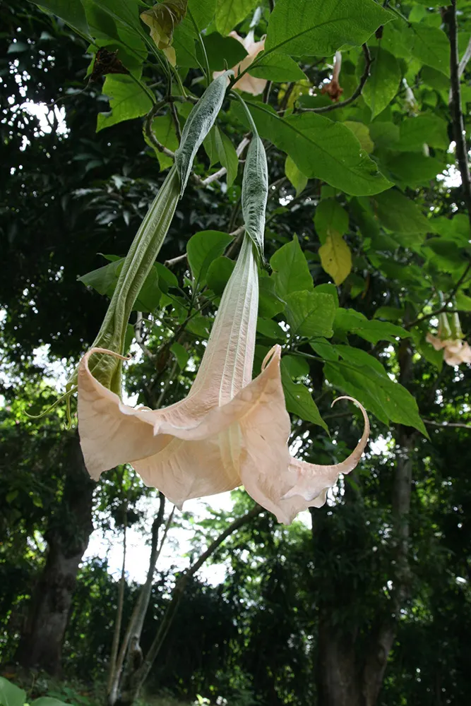 Pink Angel's Trumpet (Brugmansia Suaveolens) — The Pink Angel's Trumpet should be sheltered from strong winds, which can damage both flowers and, image 57
