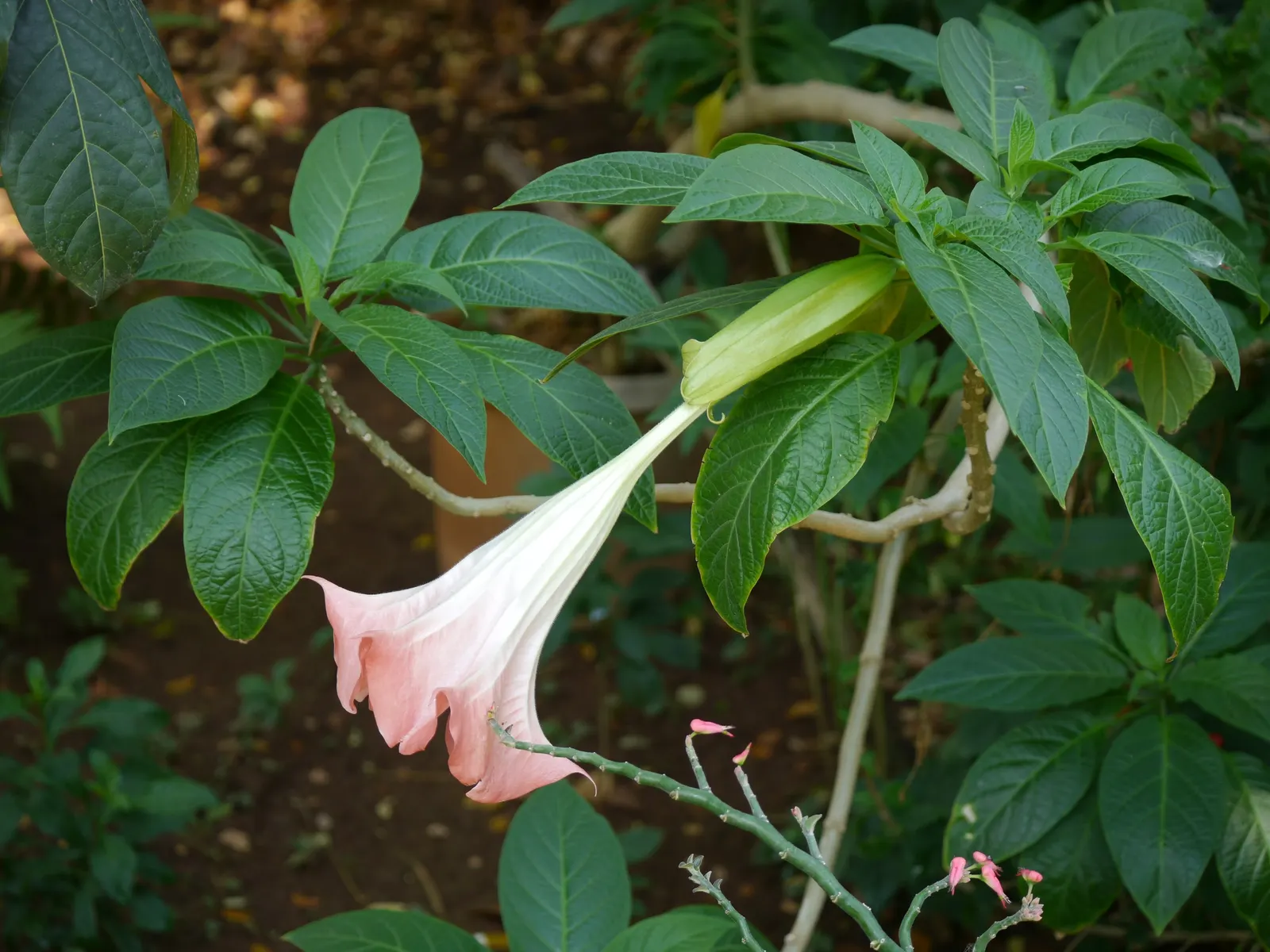 Pink Angel's Trumpet (Brugmansia Suaveolens) — the large aromatic blossoms range from 6 to 12 inches long and come in shades of soft pink; tropical, image 51