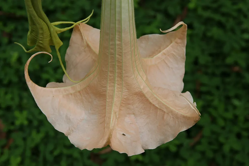Pink Angel's Trumpet (Brugmansia Suaveolens) — This showy, tropical perennial prefers full sun to partial shade and well-drained soil; tropical, image 66