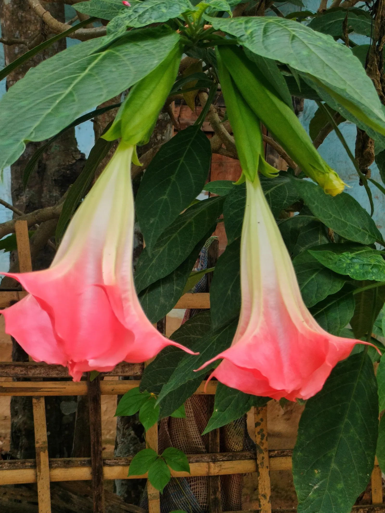 Pink Angel's Trumpet (Brugmansia Suaveolens) — The Pink Angel's Trumpet should be sheltered from strong winds, which can damage both flowers and, image 99
