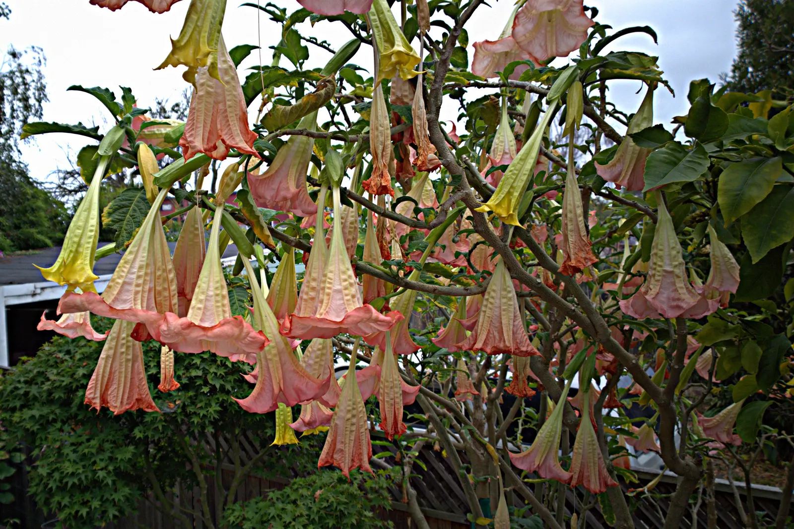 Pink Angel's Trumpet (Brugmansia Suaveolens) — Note that all parts of Brugmansia suaveolens are toxic if ingested; caution: All parts are toxic if, image 100