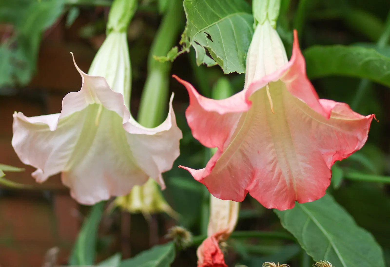 Pink Angel's Trumpet (Brugmansia Suaveolens) — shrub with pink blooms