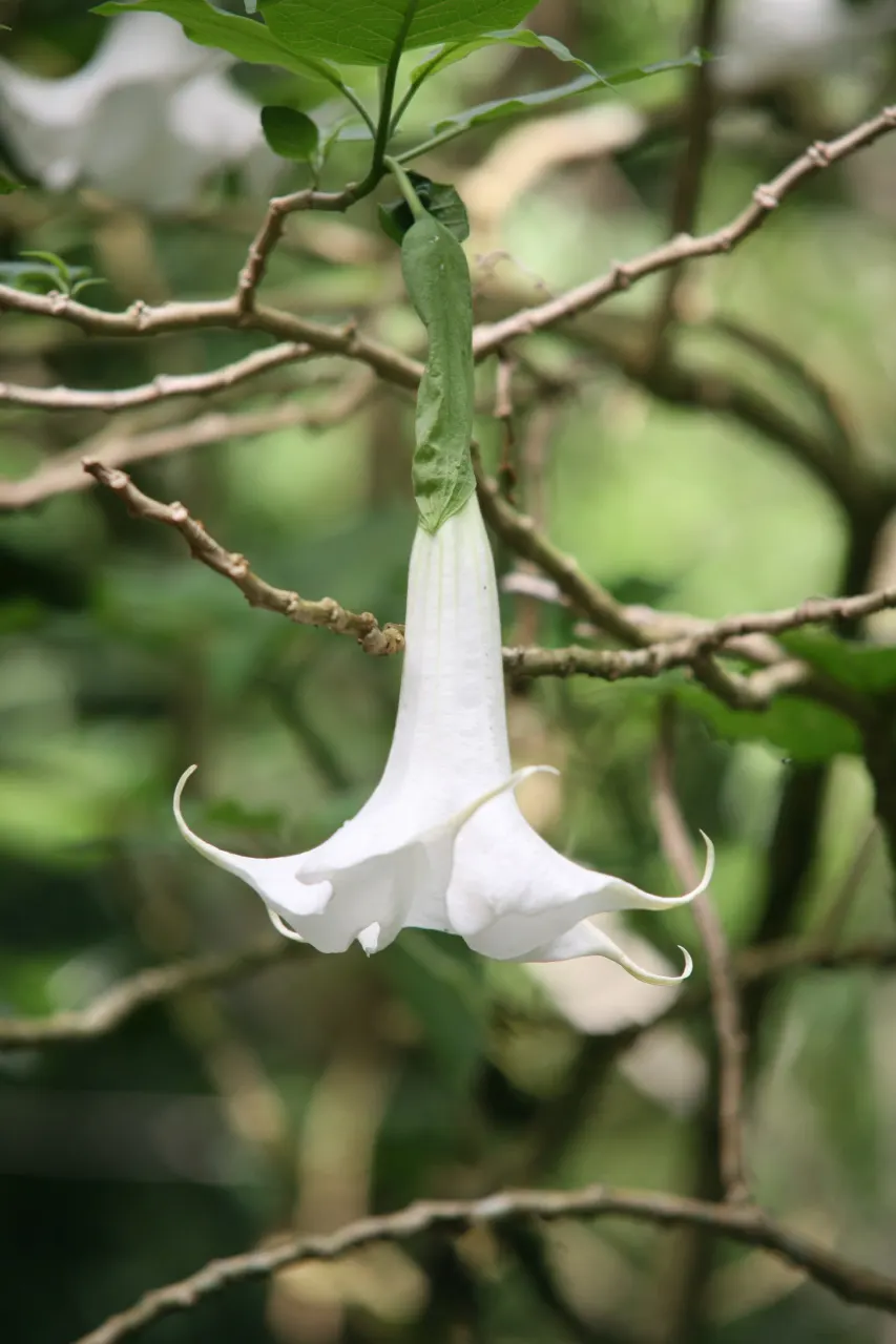 Pink Angel's Trumpet (Brugmansia Suaveolens) — Hardy to USDA Zone 9, it reaches heights of 5-15 feet and spreads 6-10 feet; heavy scent especially pronounced