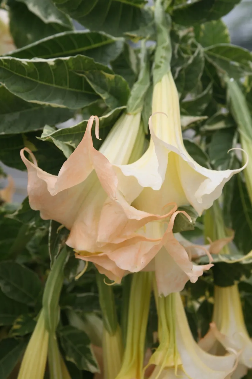Pink Angel's Trumpet (Brugmansia Suaveolens) — tropical feel for any landscape