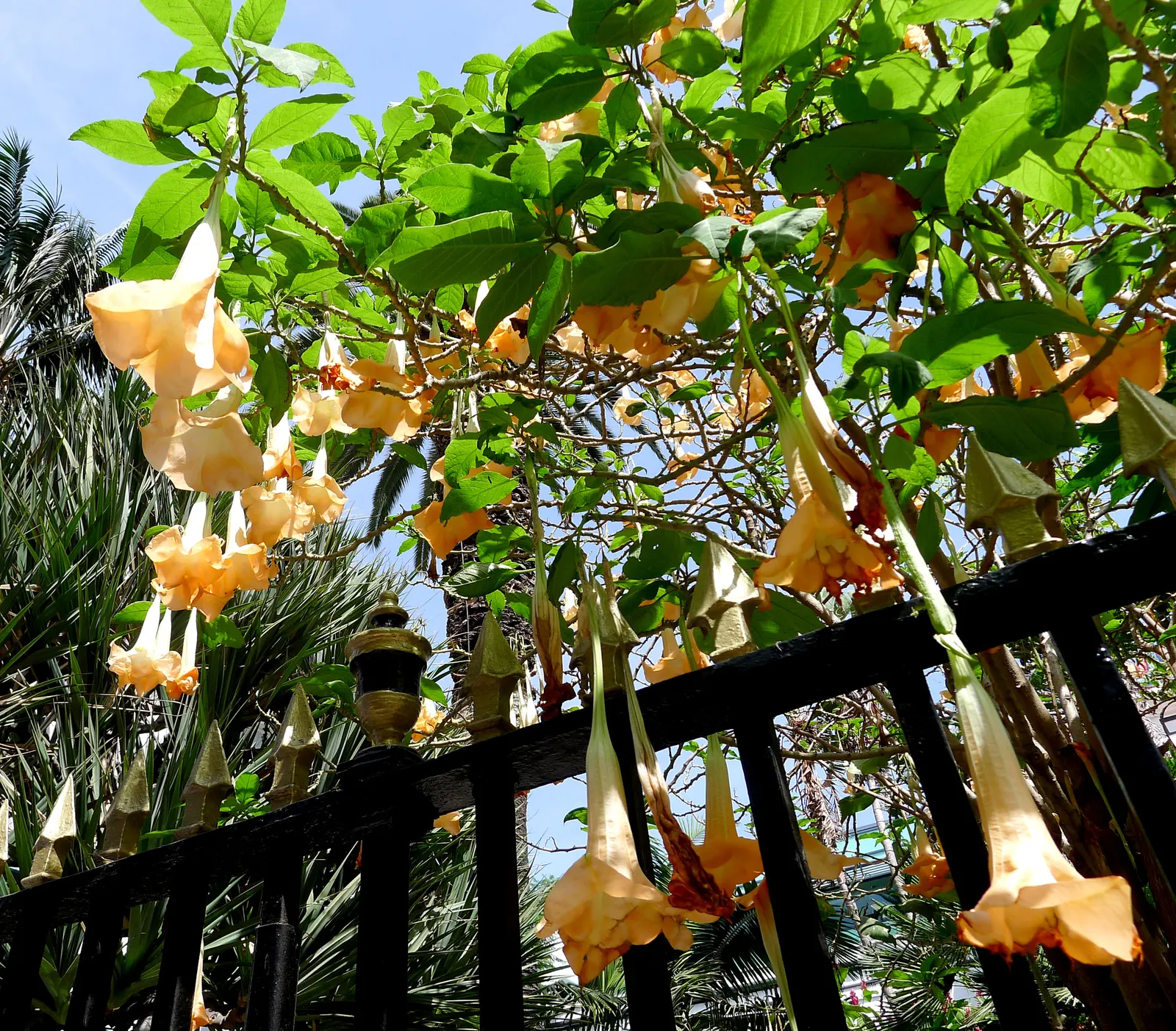 Pink Angel's Trumpet (Brugmansia Suaveolens) — Adds a dramatic flair to mixed borders and containers; heavy scent especially pronounced at nightfall