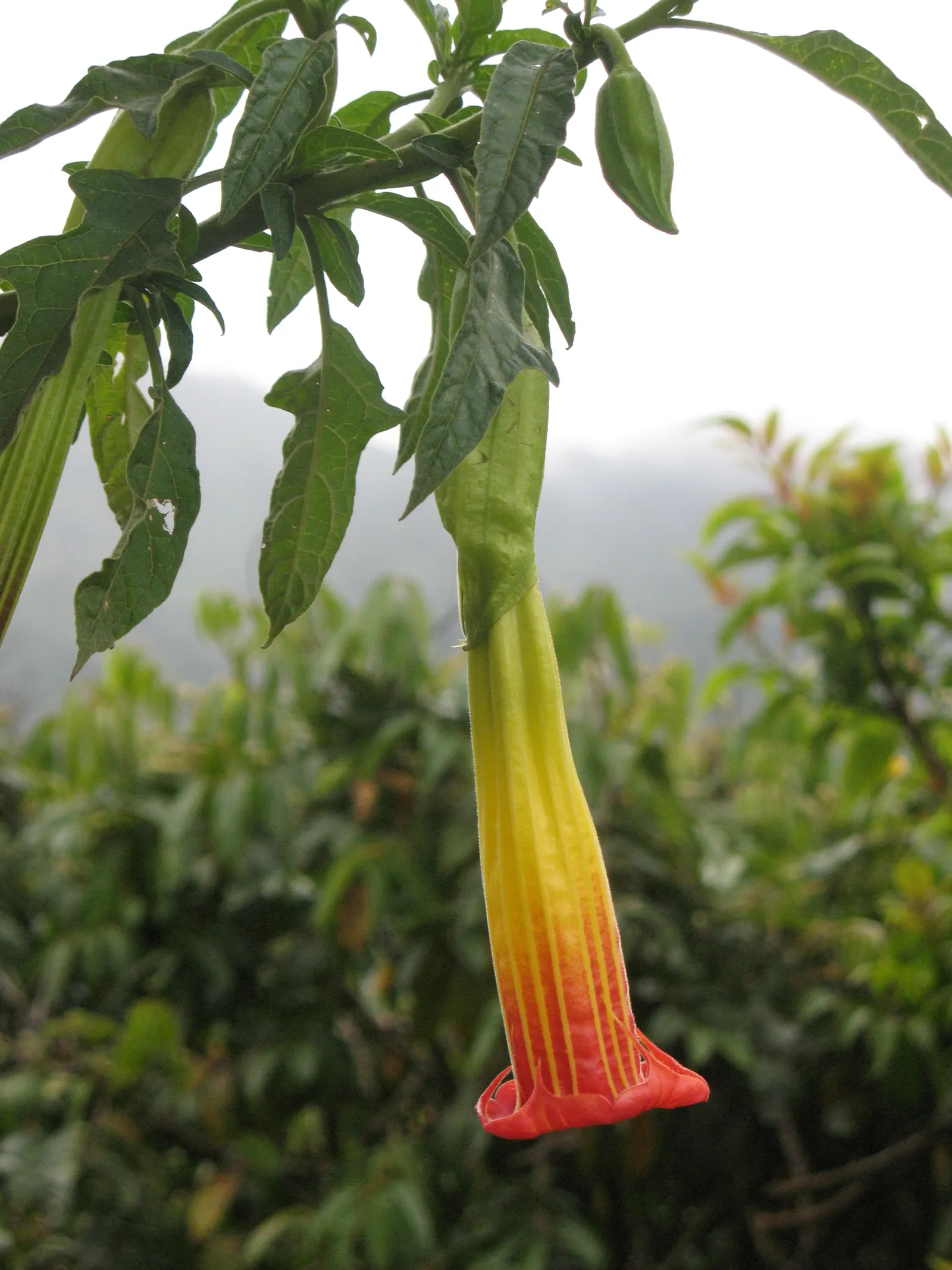 Pink Angel's Trumpet (Brugmansia Suaveolens) — pendulous trumpet-shaped flowers; caution: All parts are toxic if ingested, image 91