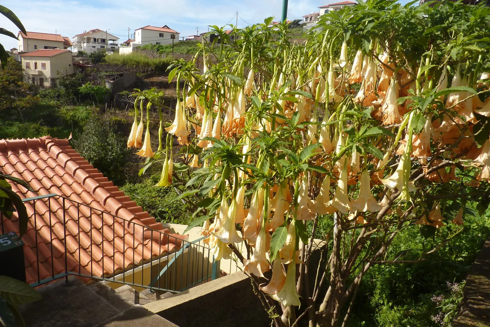 Pink Angel's Trumpet (Brugmansia Suaveolens) — Caution: All parts are toxic if ingested, image 67